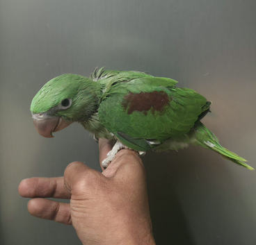 Super super HandReared Silly Tame Alexandrine