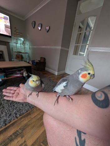 2 boy cockatiels
