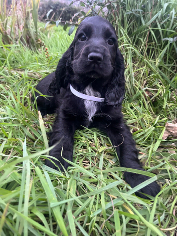 Stunning show type cocker spaniel puppies
