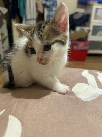 Kittens