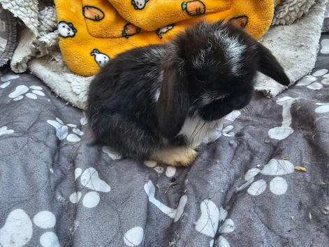 Mini lops