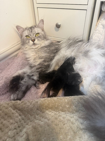 3 Beautiful Female Maine Coon Kittens &ndash; Ready Now