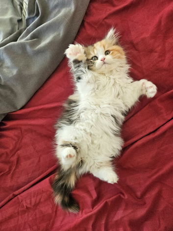 Rare Colour, Calico Persian Girl