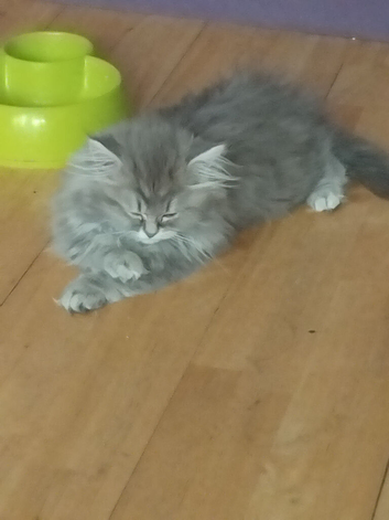 Pedigree chinchilla and ragdoll kitten