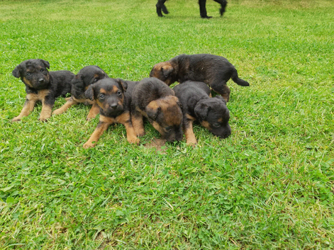 5.  Lovely Patterdale. X lake land.  Puppies