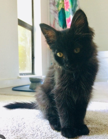 Long haired kitten