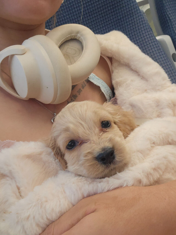 Sad sale of new puppy