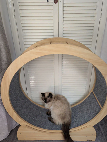 Cat wheel