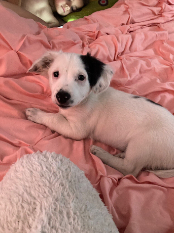 Jack Russel x