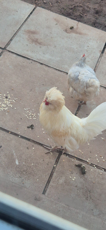 White pure bearded polish rooster