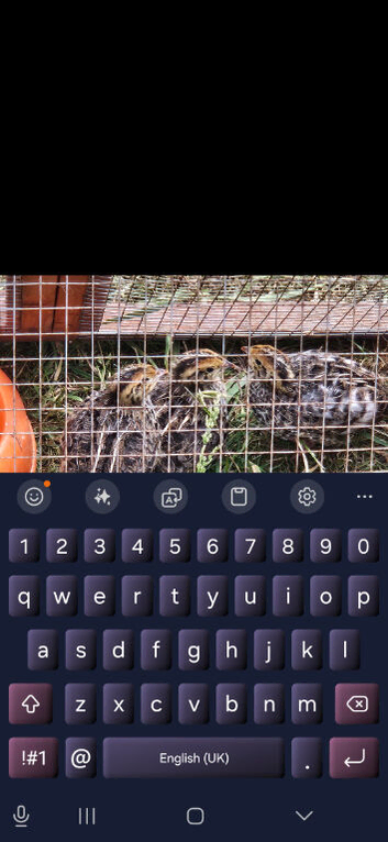3 male quail 1year old free