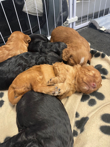 Beautiful F1B Cockapoos