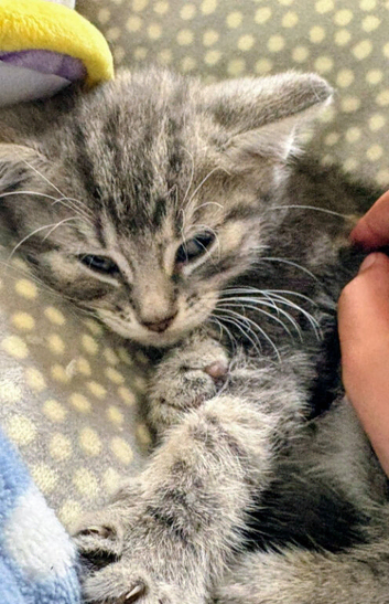 Kittens Ready Now