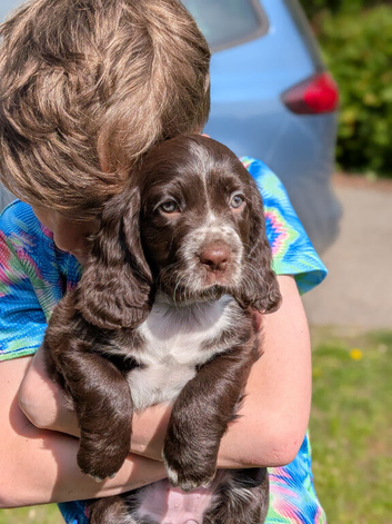 One gorgeous Sprocker girl left! Ready Now!