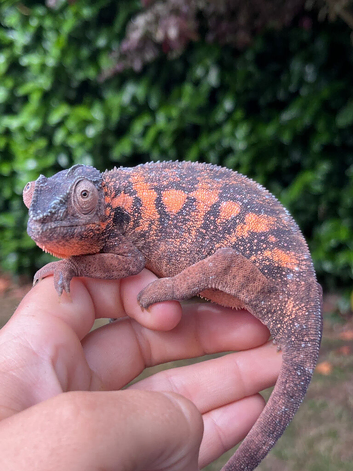 Female panther chameleon