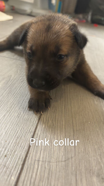 Belgian shepherd puppies