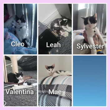 5 kittens needs a loving home