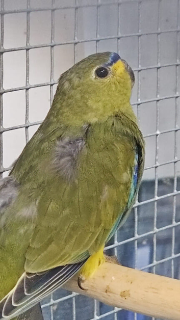 RARE Baby Elegant parakeet/parrot