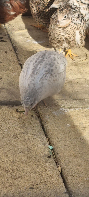 Button quails