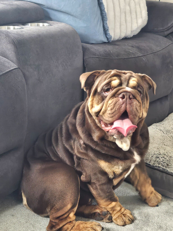 Stunning 14 month old british bull dog