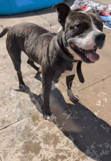 Rottweiler cross staffy beautiful dog