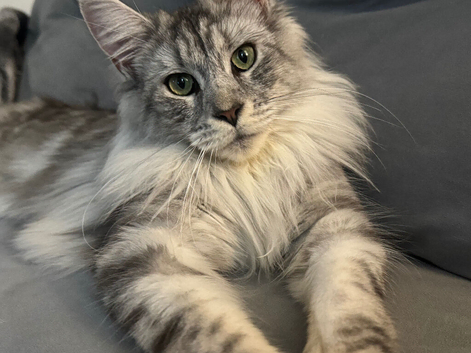 Tica registered blue Maine Coon
