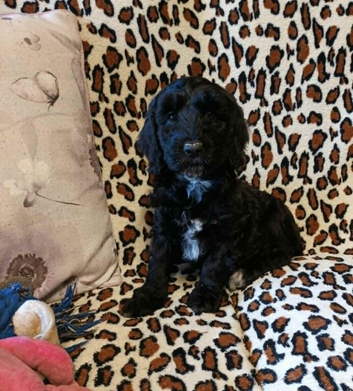 READY TO LEAVE THIS WEEKEND F1b SPROODLE PUPPIES FROM 5* LICENCED BREEDER