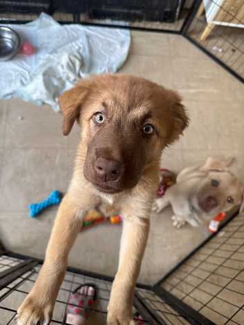 12 week old little girl chow x mali
