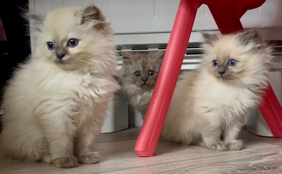 Beautiful ragdoll x persian