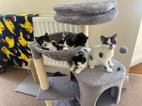 2 kittens available now in Malvern