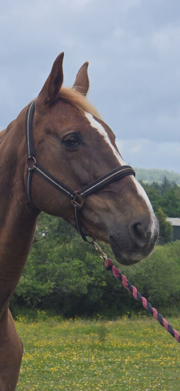 IRISH DRAUGHT MARE
