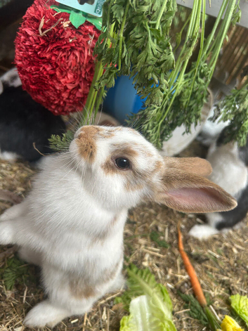 Litter looking for new home