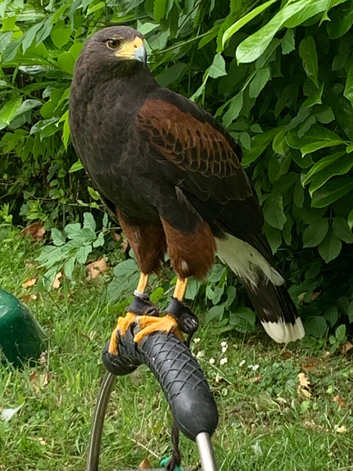 Female Harris Hawk