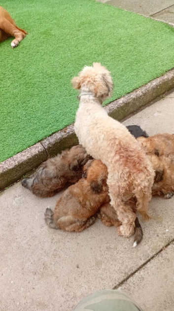 1 female zuchon puppy