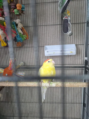 ️ FEMALE RED-RUMP PARAKEET & CAGE