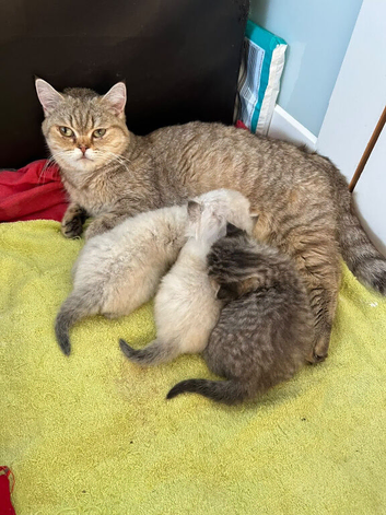 Chinchilla/british shorthair boys kittens