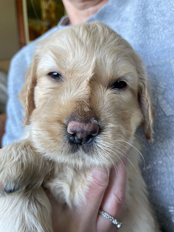 Golden retriever x flat coat retriever puppies