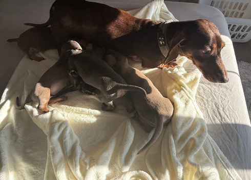 dachshunds puppies