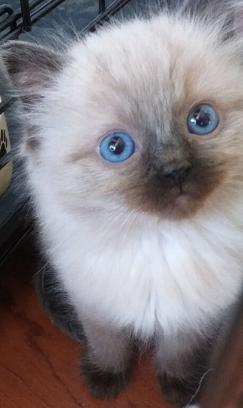 Ragdoll kittens