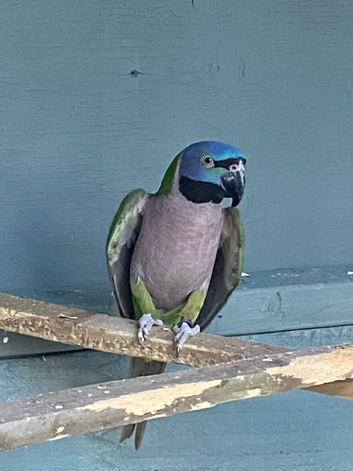 Draydan hen bird or think so