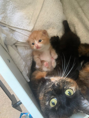3 male kittens