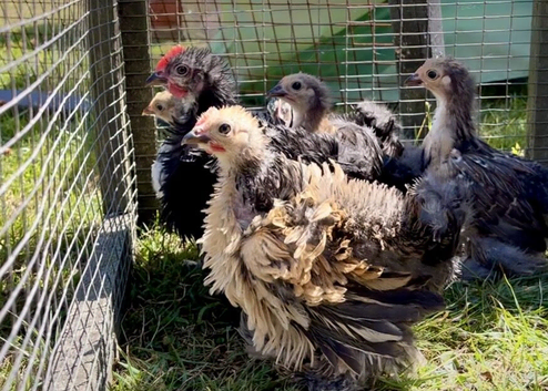 Pekin bantam frizzle chicks