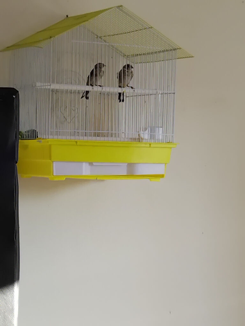 Pair of goldfinches for sale