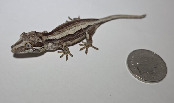 Gargoyle Geckos