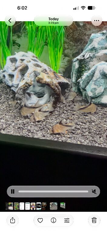 False bandit corys