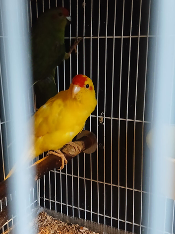 Kakariki pair