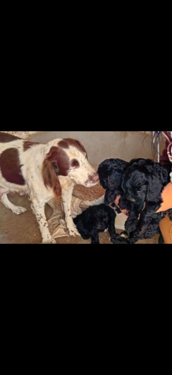 Cockerpoo puppies