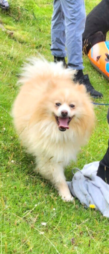 Standard cream pomeranian