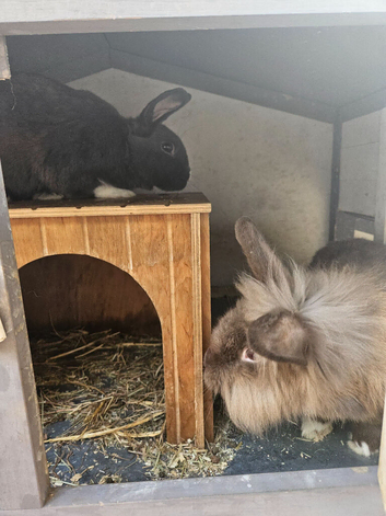 2 Rabbits - Lionhead & dwarf with hutch and bits.