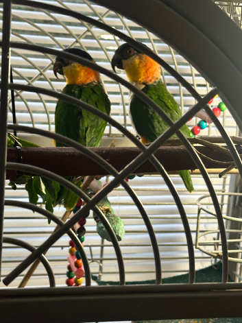 Beautiful caique breeding pair
